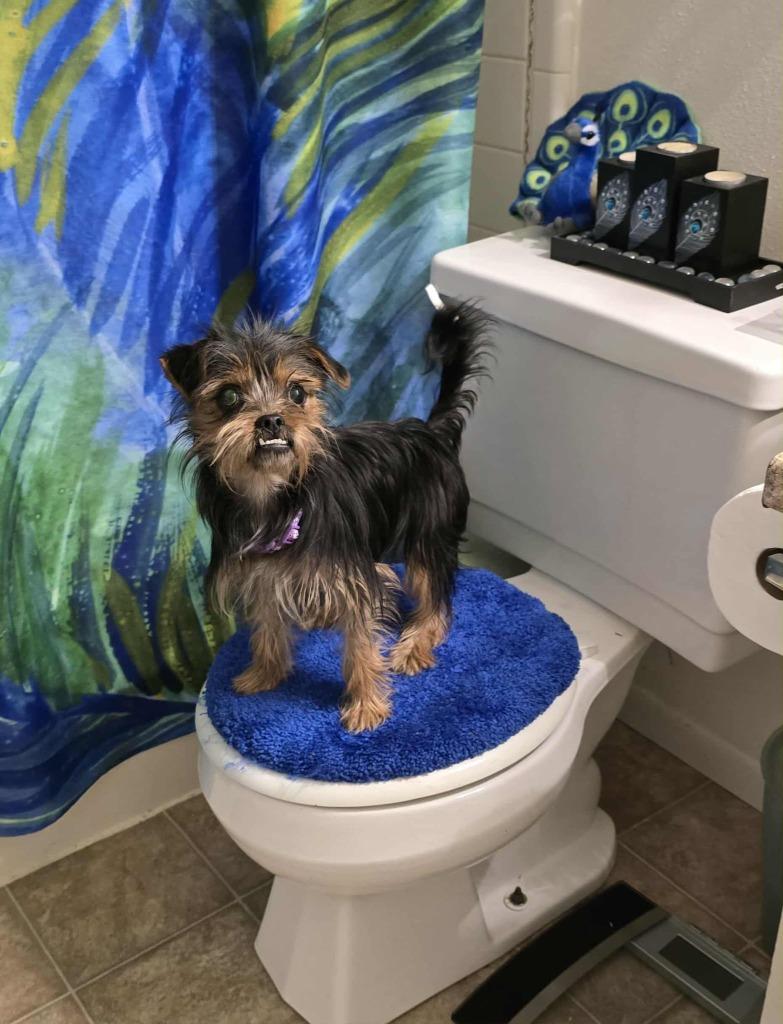 Stevie, Adoptable, Young Female Yorkshire Terrier & Silky Terrier.