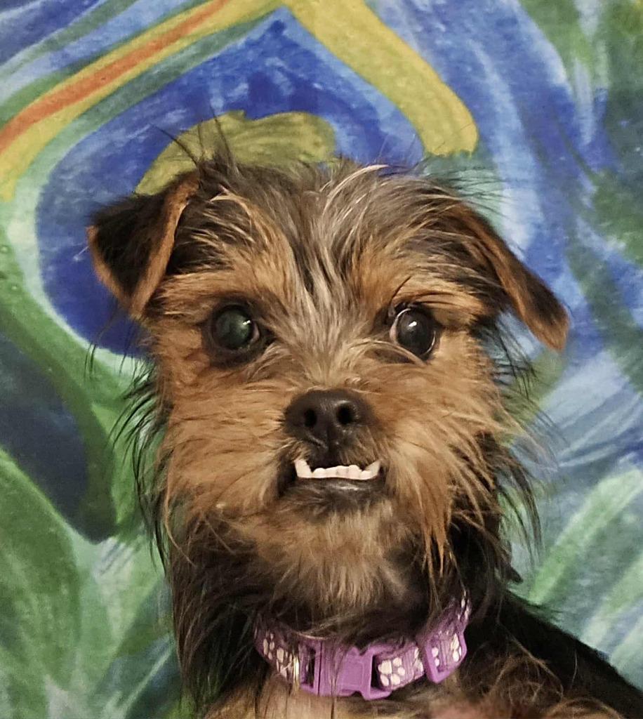 Enlarge Stevie, a Adoptable mixed breed in College Station, TX image 2/6