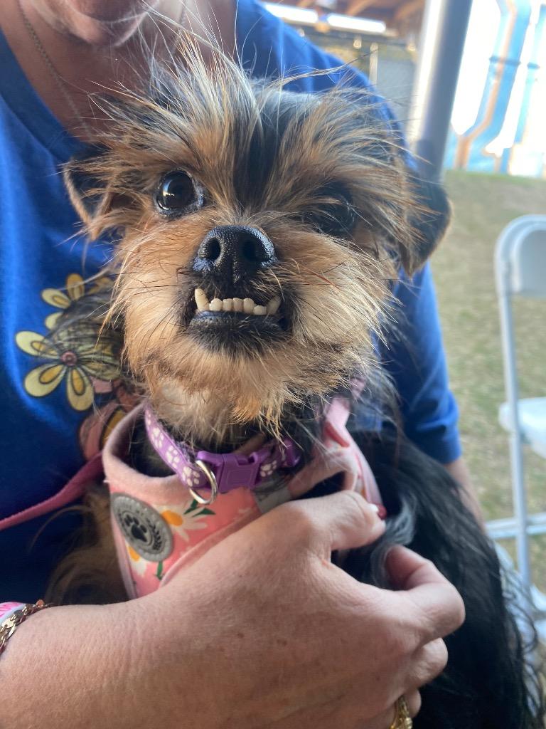 Enlarge Stevie, a Adoptable mixed breed in Bryan, TX image 2/6