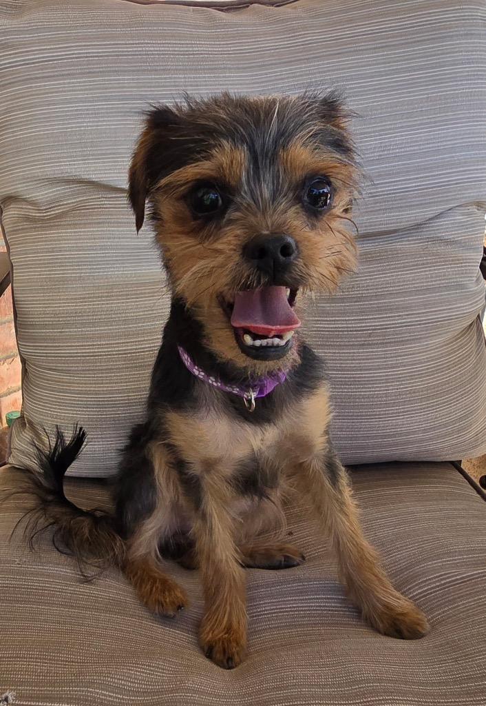 Enlarge Stevie, a Adoptable mixed breed in Bryan, TX image 3/6