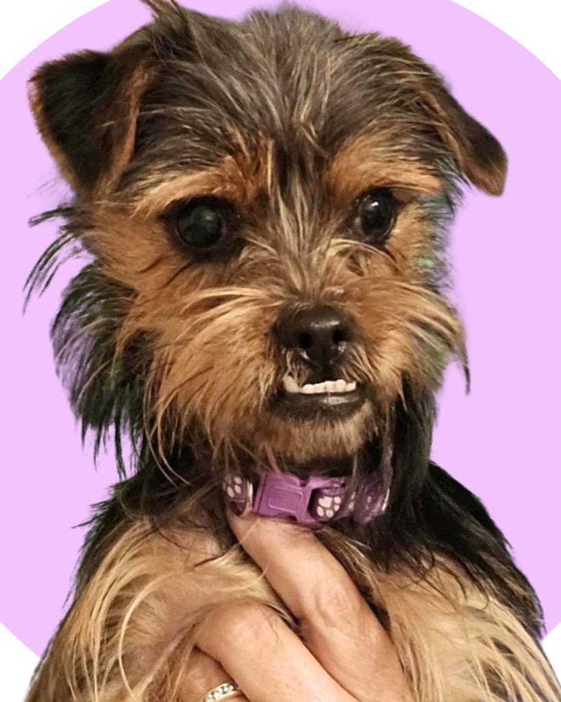 Enlarge Stevie, a Adoptable mixed breed in College Station, TX image 5/6