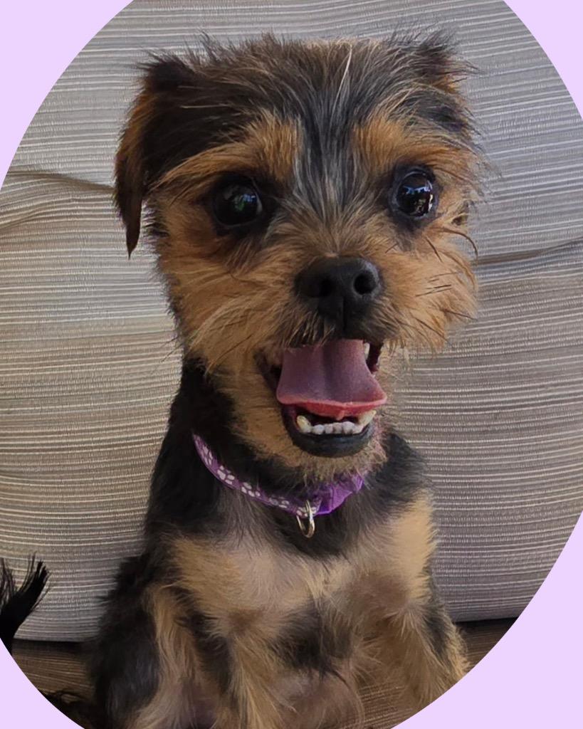 Enlarge Stevie, a Adoptable mixed breed in College Station, TX image 6/6