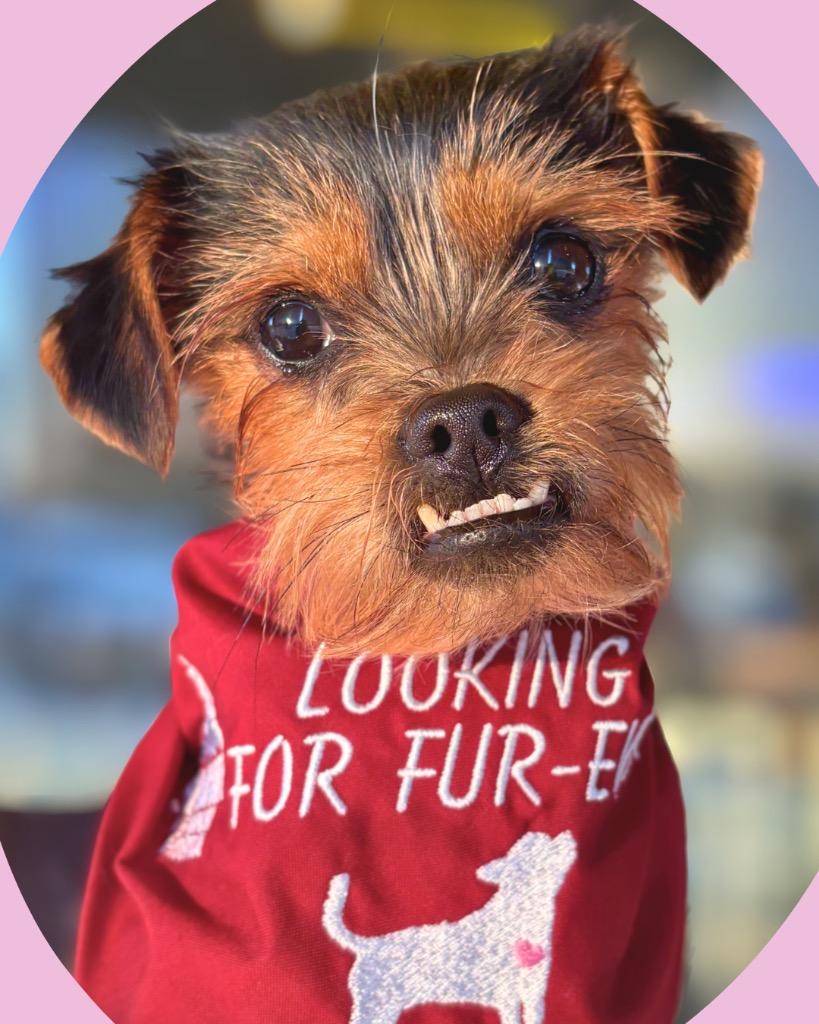 Enlarge Stevie, a Adoptable mixed breed in Bryan, TX image 4/6