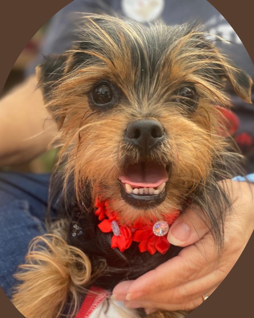 Enlarge Stevie, a Adoptable mixed breed in Bryan, TX image 6/6