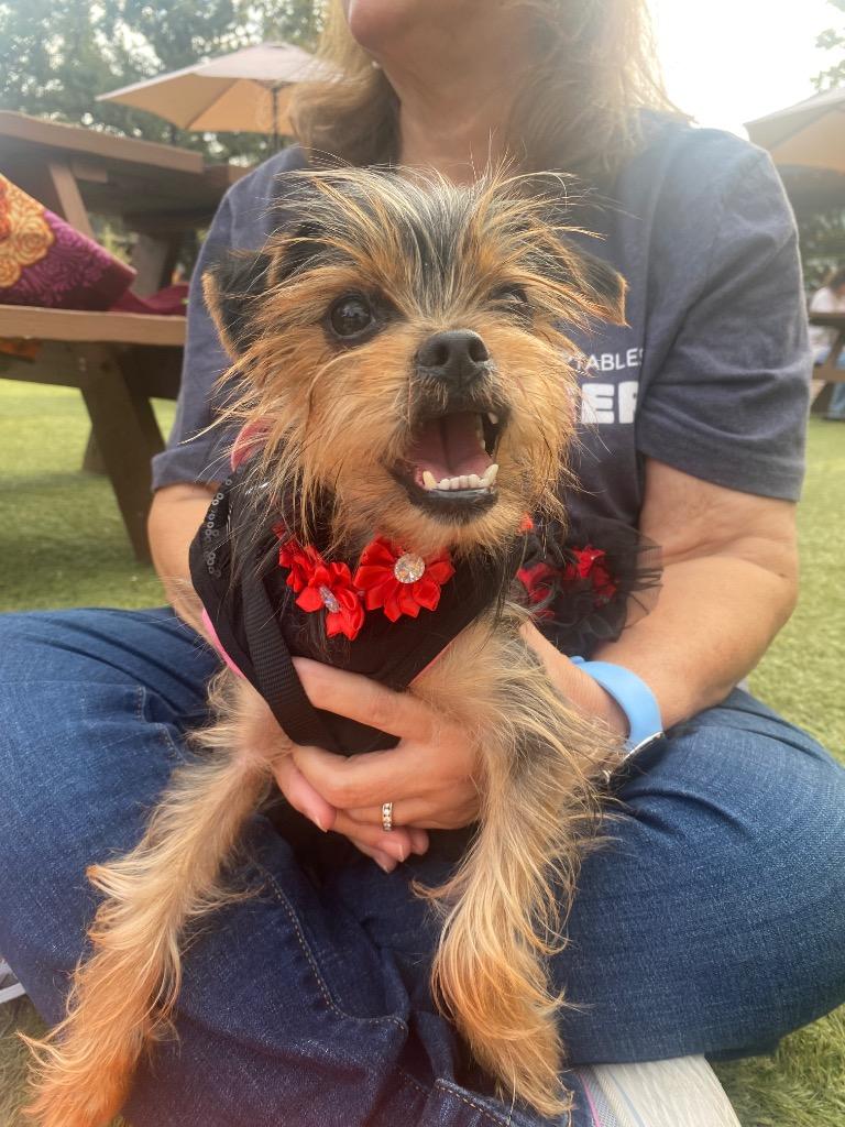 Enlarge Stevie, a Adoptable mixed breed in Bryan, TX image 6/6