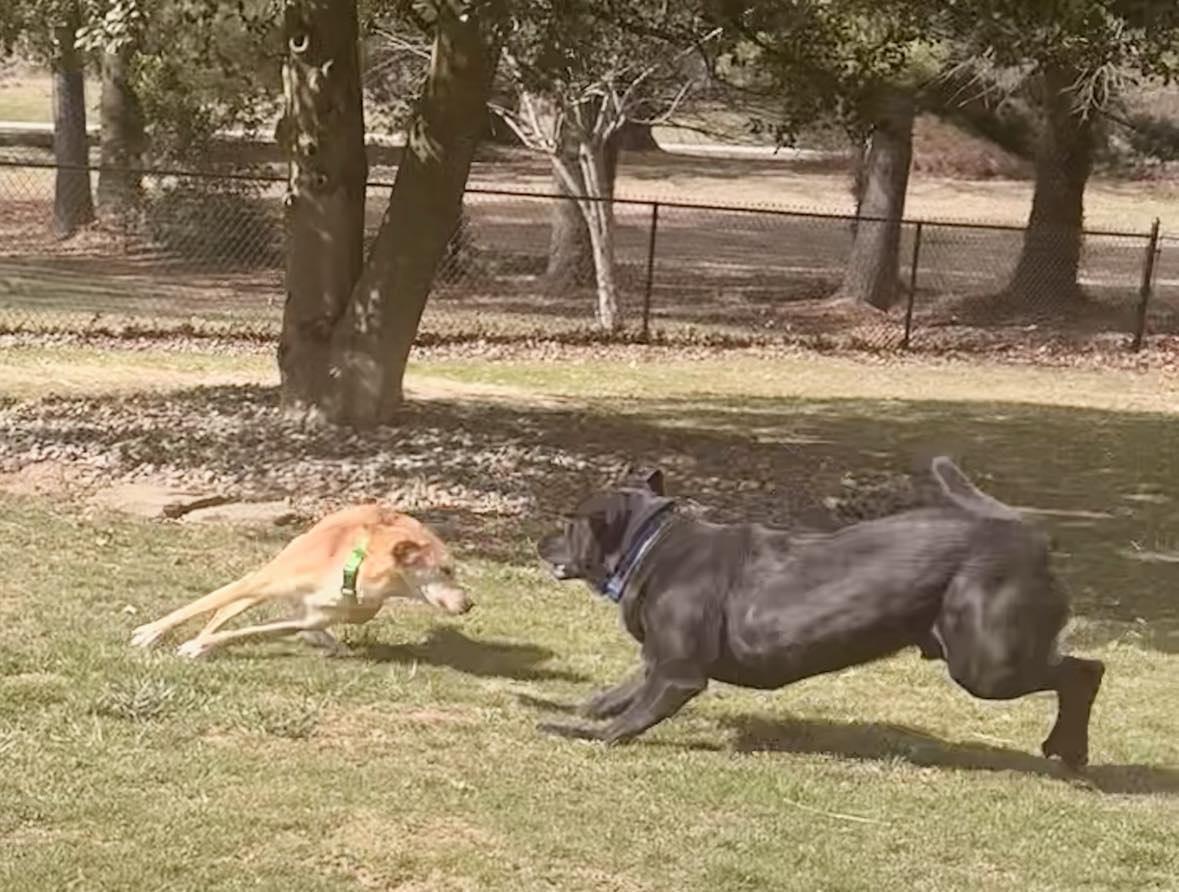 Enlarge MISS PENNIE**SWEET 3 YR OLD!!, a Adopted mixed breed in McDonald, OH image 1/6