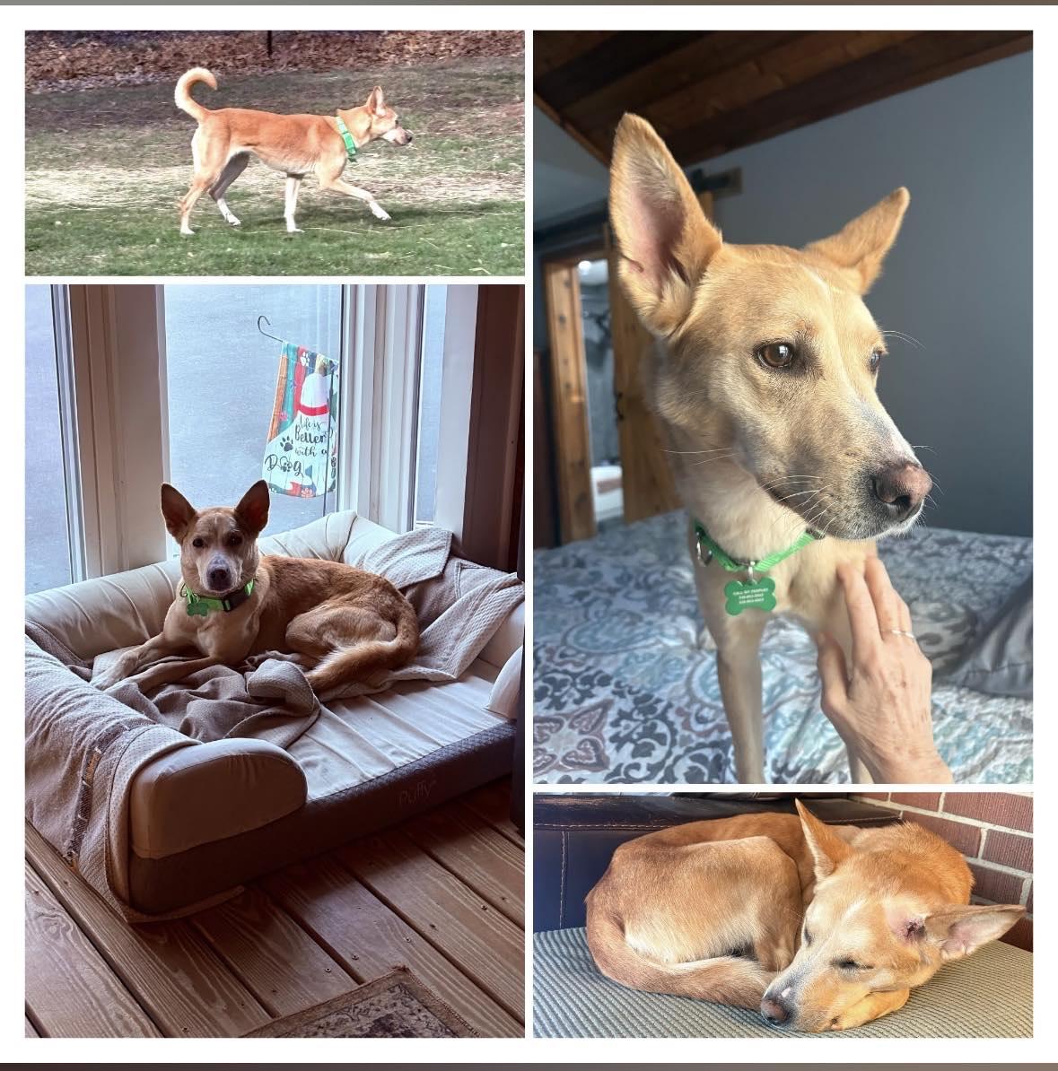 Enlarge MISS PENNIE**SWEET 3 YR OLD!!, a Adopted mixed breed in McDonald, OH image 5/6