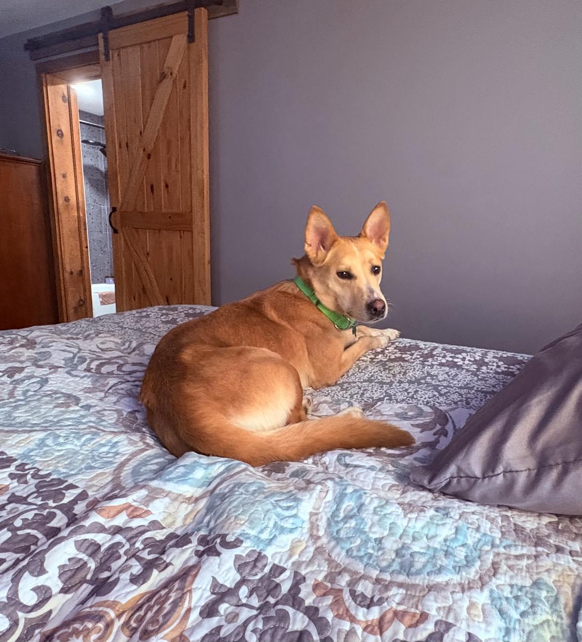 MISS PENNIE**SWEET 3 YR OLD!!, Adopted, Young Female Shepherd & Husky.