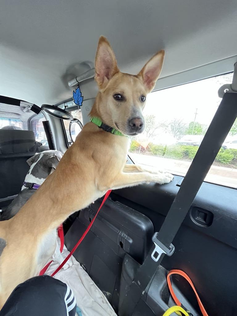 Enlarge MISS PENNIE**SWEET 3 YR OLD!!, a Adopted mixed breed in McDonald, OH image 3/6