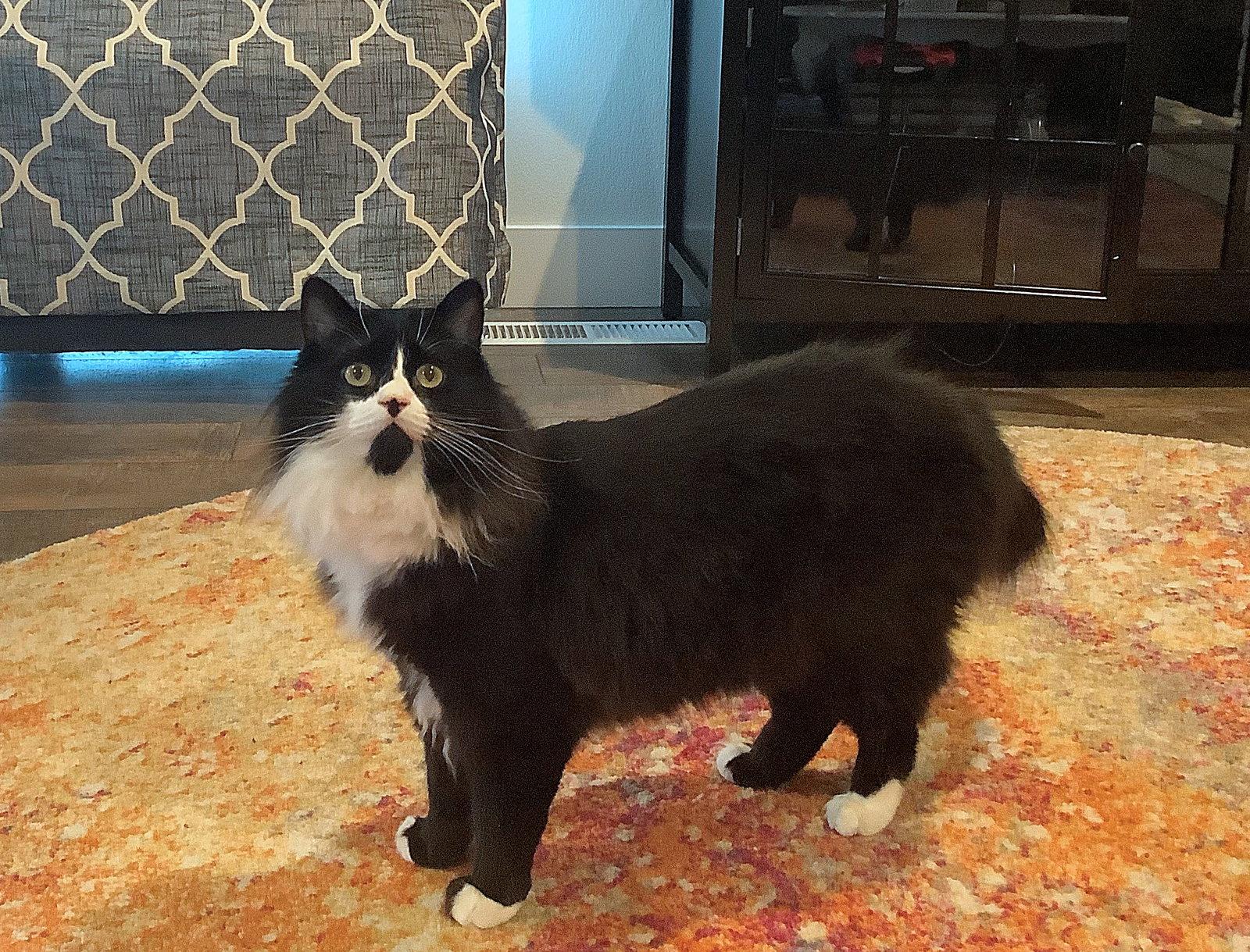 ELESSAR #1885 - Offered by Owner - Fluffy Male Tux, Adoptable, Adult Male Tuxedo & Domestic Long Hair.