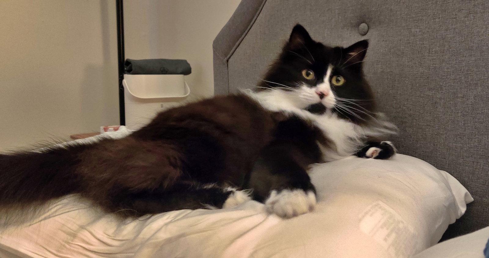 ELESSAR #1885 - Offered by Owner - Fluffy Male Tux, a Adoptable mixed breed in Hillsboro, OR image 2/3
