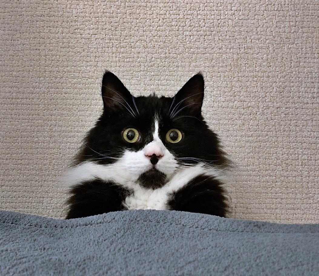 ELESSAR #1885 - Offered by Owner - Fluffy Male Tux, a Adoptable mixed breed in Hillsboro, OR image 3/3