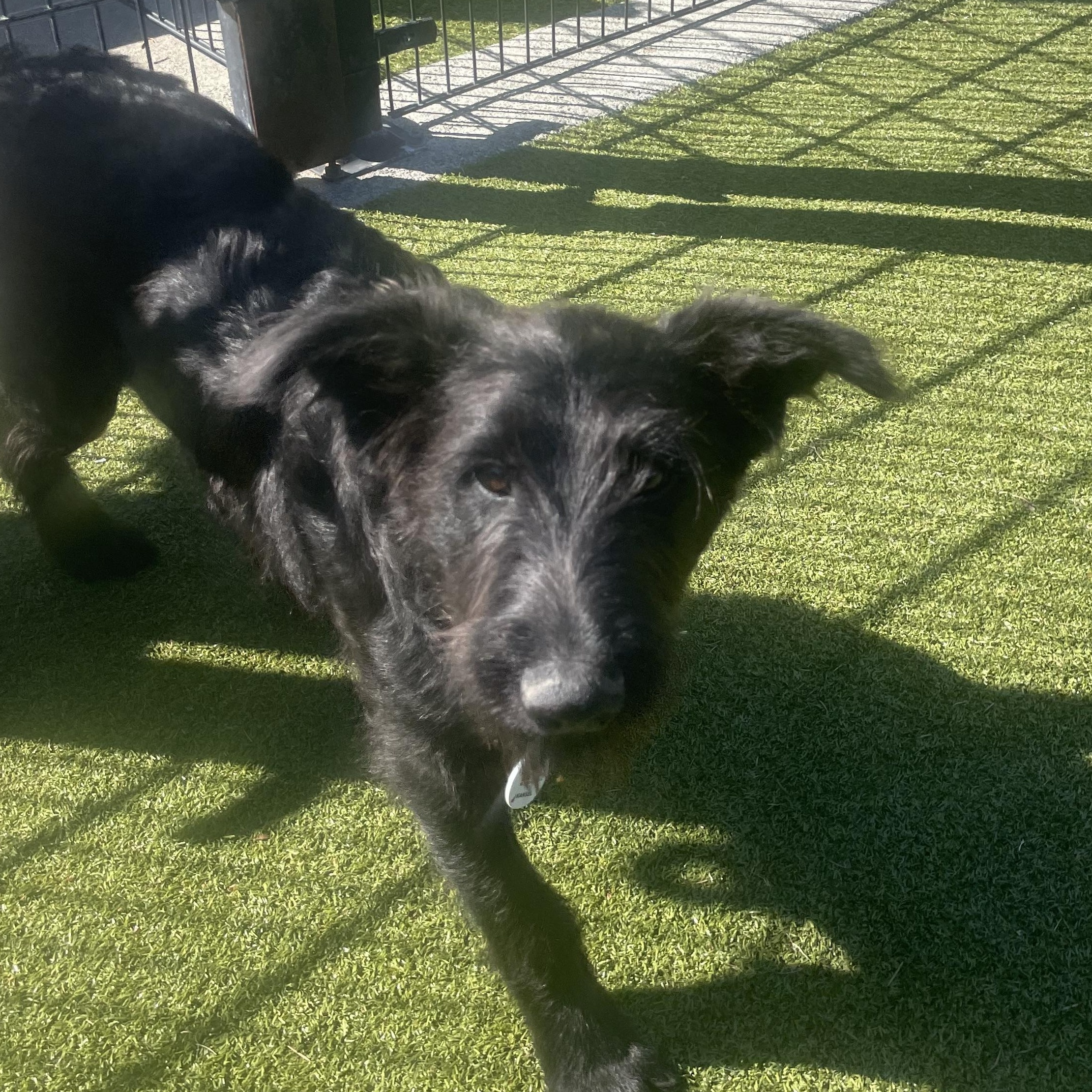 Hansel, adopted, Puppy Male Schnauzer.