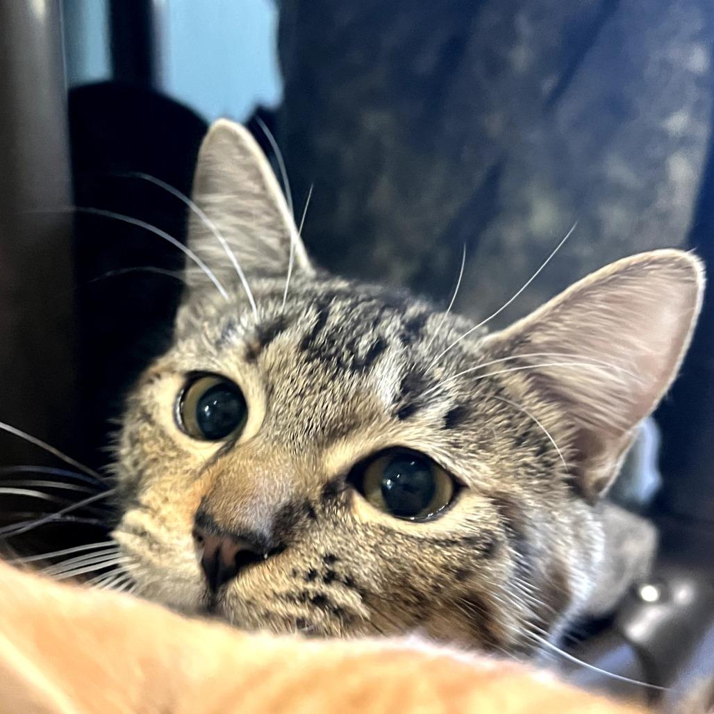 Enlarge SHIRLEY, a Adoptable mixed breed in Kyle, TX image 1/5