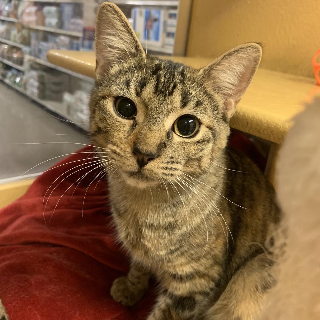 Enlarge SHIRLEY, a Adoptable mixed breed in Kyle, TX image 2/5