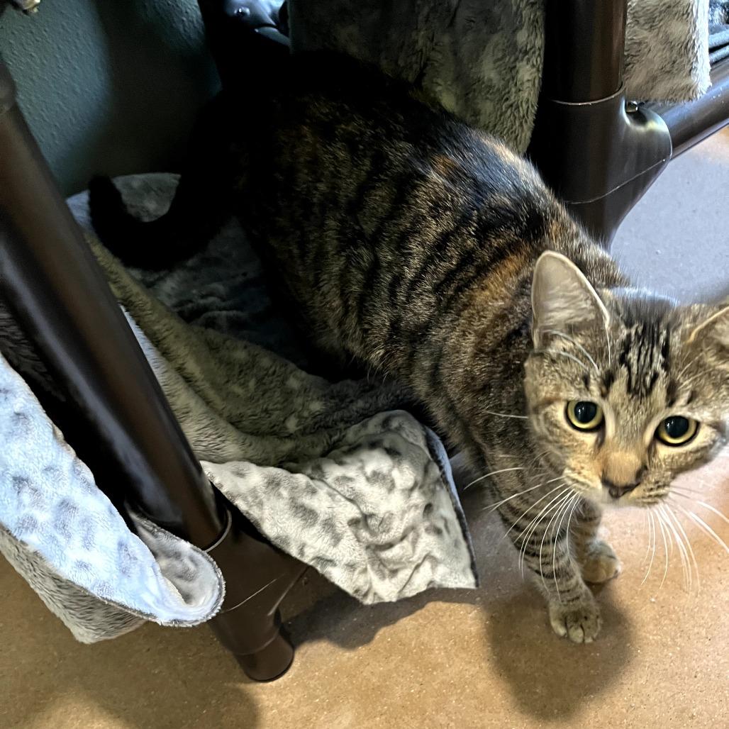 Enlarge SHIRLEY, a Adoptable mixed breed in Kyle, TX image 3/5