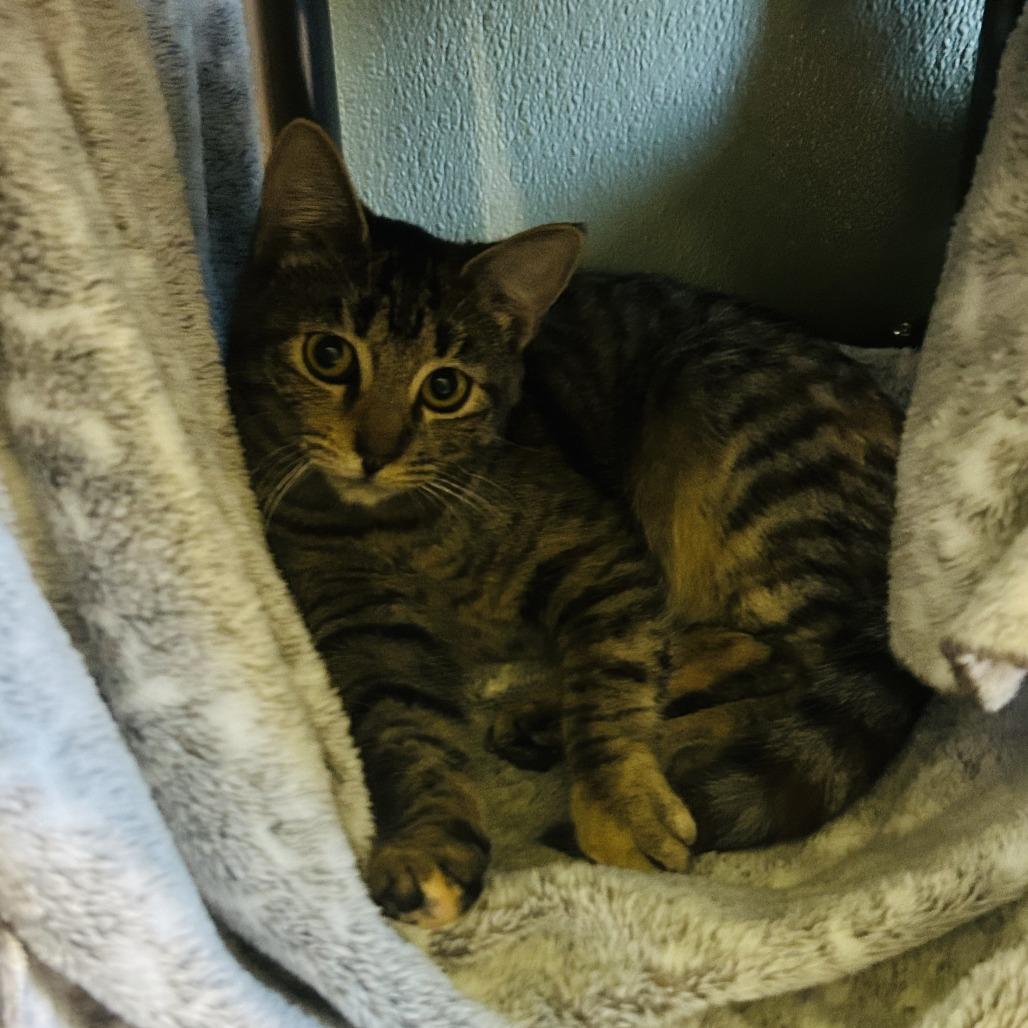 Enlarge SHIRLEY, a Adoptable mixed breed in Kyle, TX image 4/5