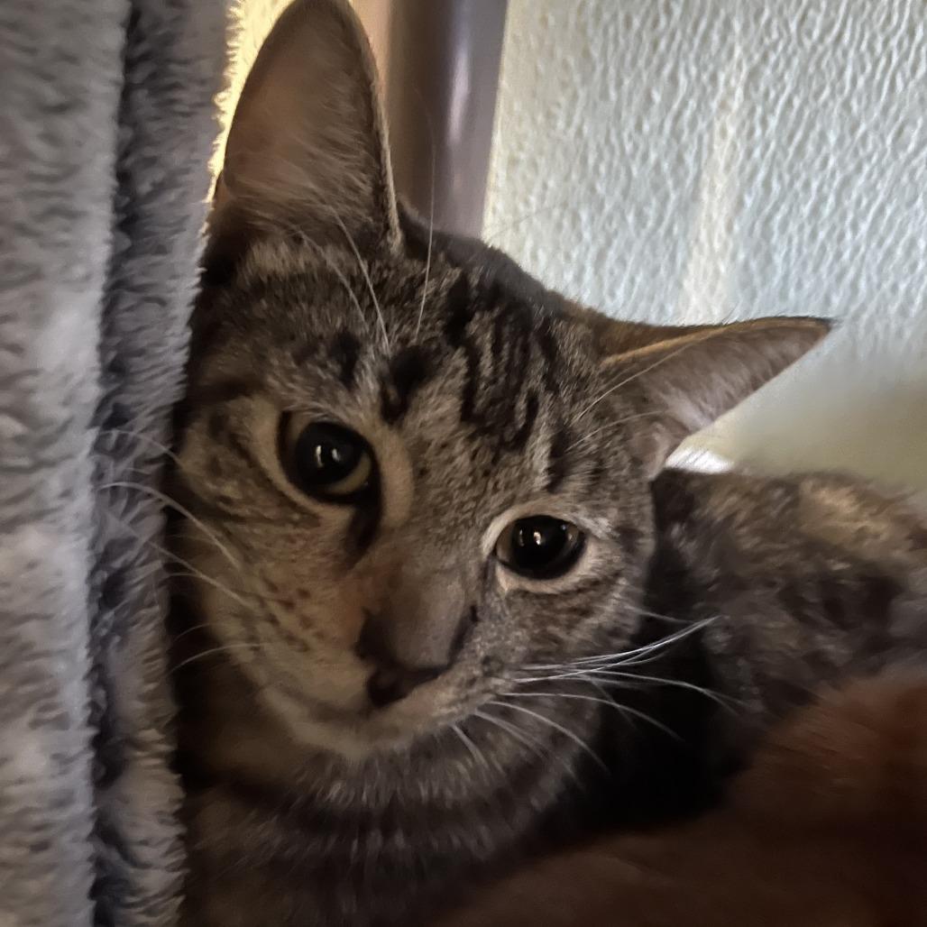 Enlarge SHIRLEY, a Adoptable mixed breed in Kyle, TX image 5/5