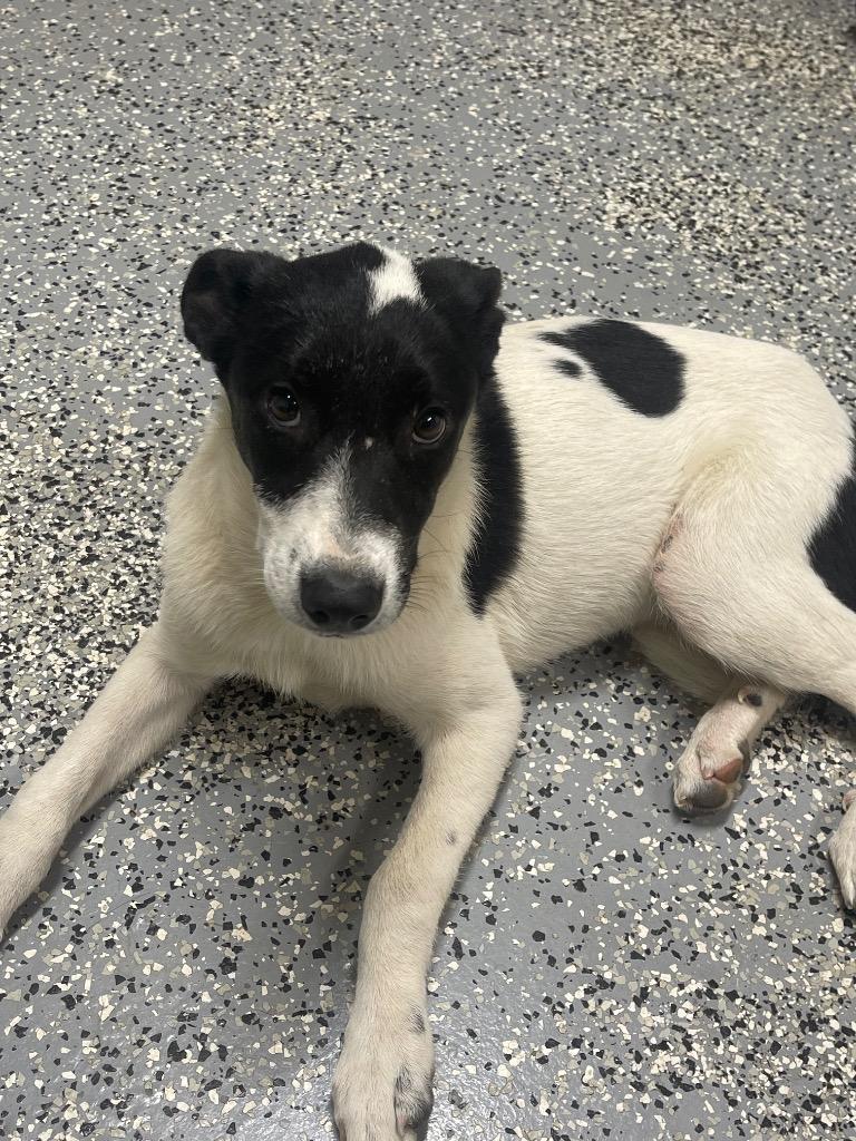 Josephine, Adoptable, Puppy Female Border Collie & Mixed Breed.