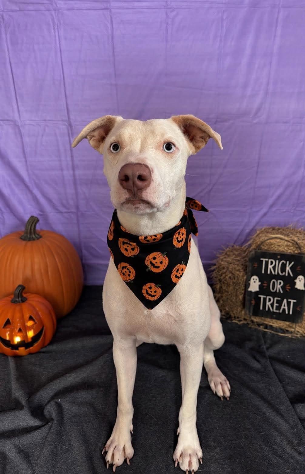Enlarge Casper, a Adoptable Pit Bull Terrier in Chickasha, OK image 1/2