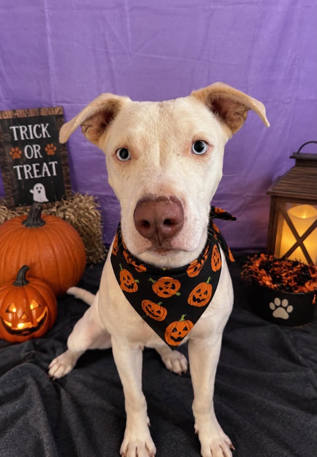 Enlarge Casper, a Adoptable Pit Bull Terrier in Chickasha, OK image 2/2