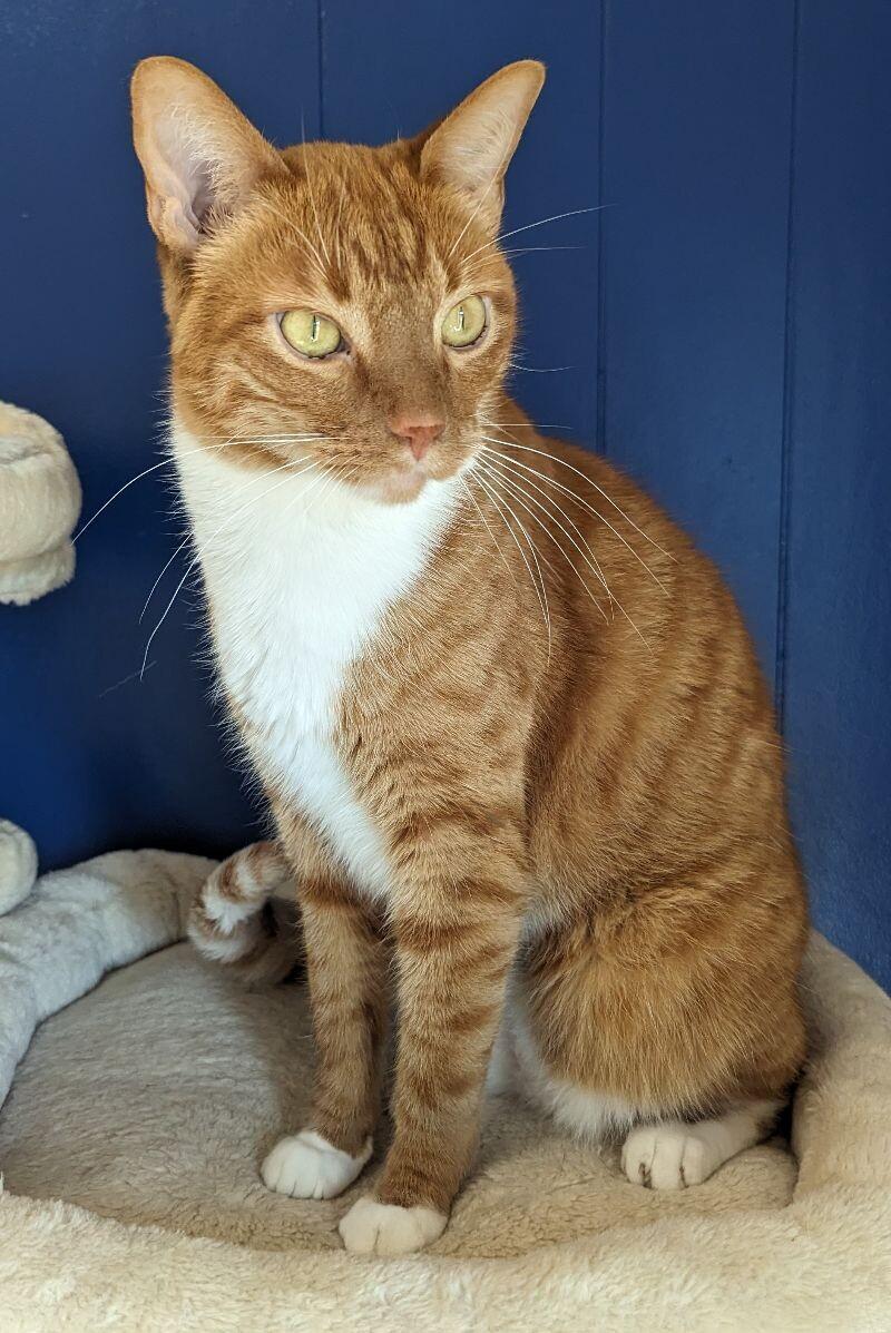 Simon, a Adoptable Domestic Short Hair in Yankton, SD image 2/4