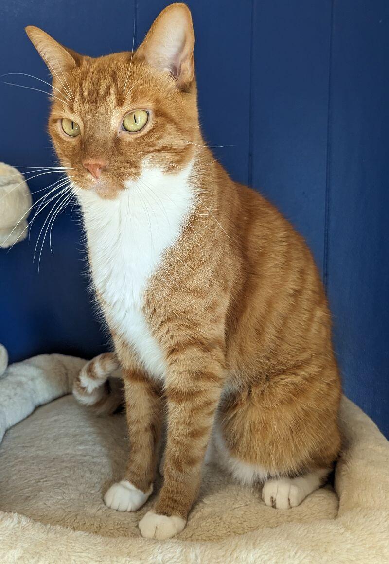 Simon, a Adoptable Domestic Short Hair in Yankton, SD image 3/4