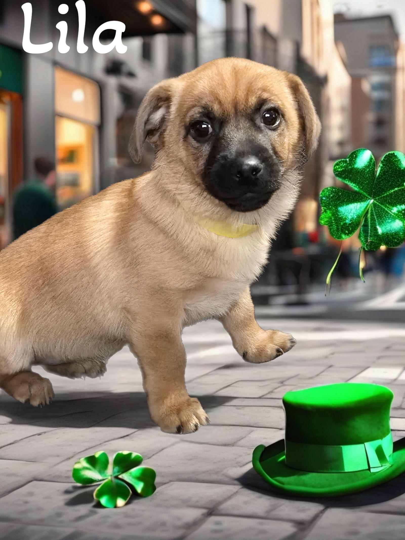 Enlarge Lila, a Adopted Dachshund in Phelan, CA image 1/1