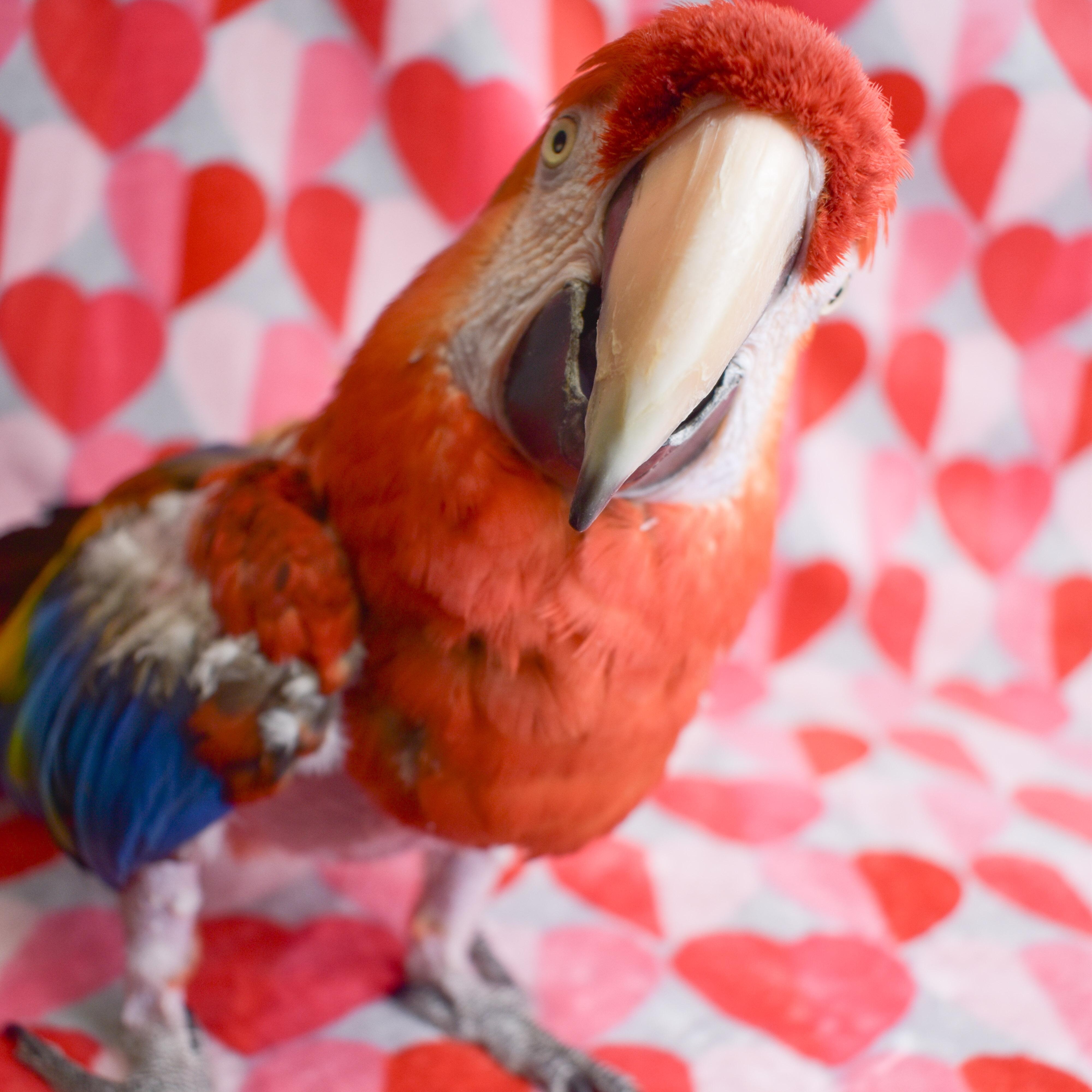 Enlarge Ruby, a Adoptable Macaw in Waukesha, WI image 2/6