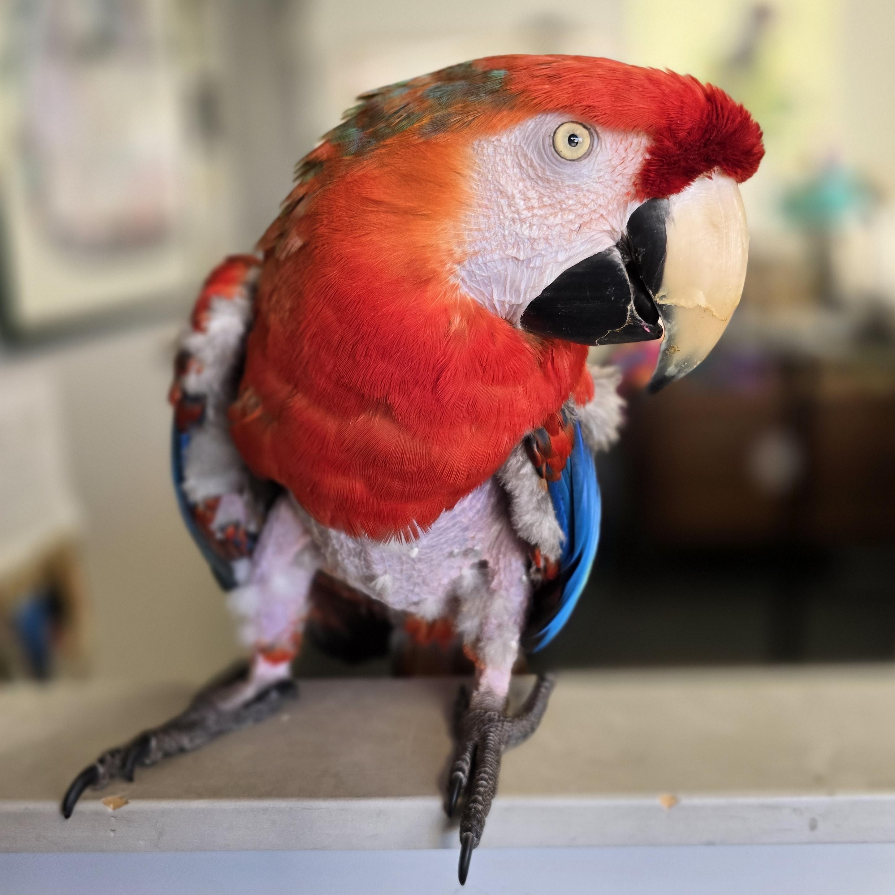 Enlarge Ruby, a Adoptable Macaw in Waukesha, WI image 4/6