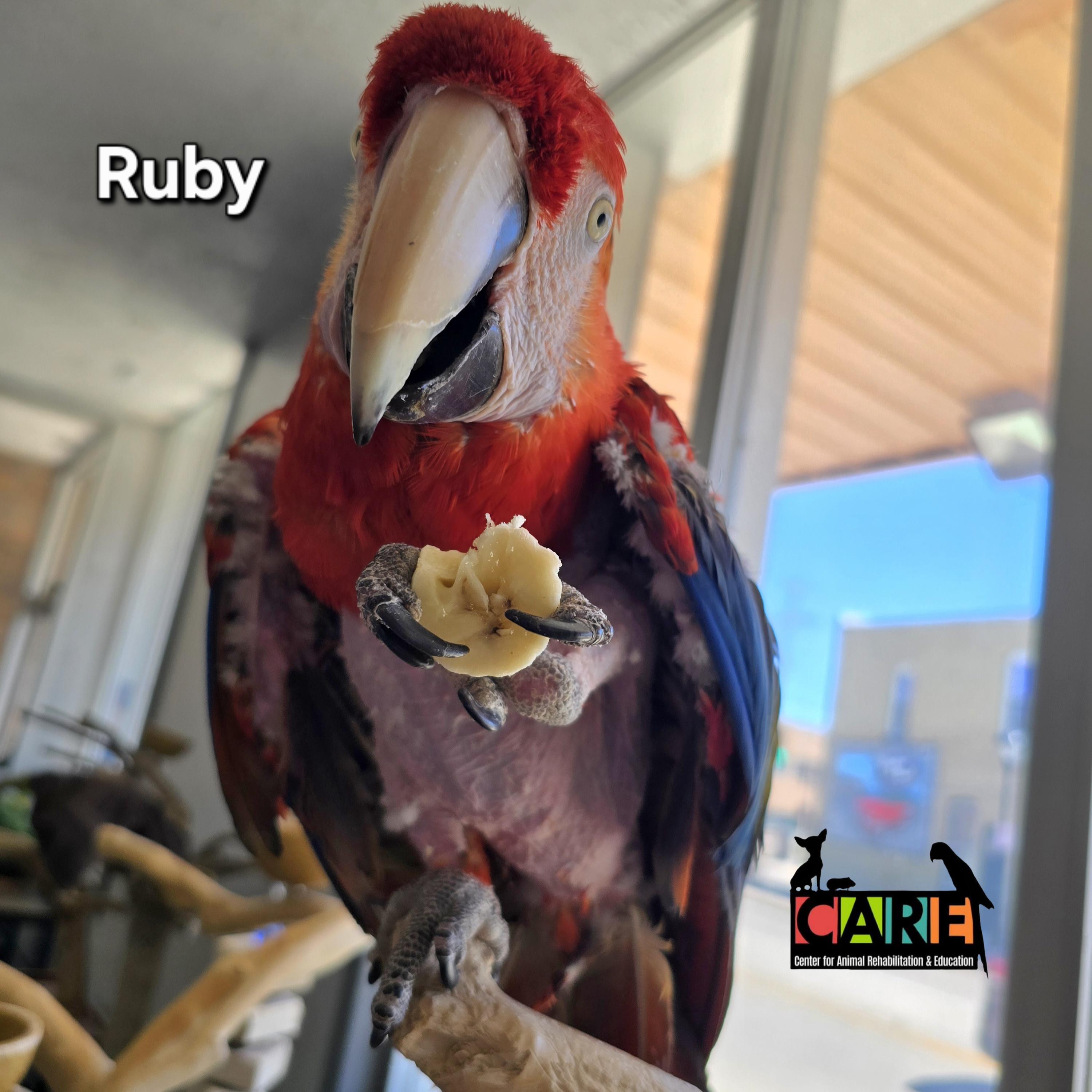 Enlarge Ruby, a Adoptable Macaw in Waukesha, WI image 1/6