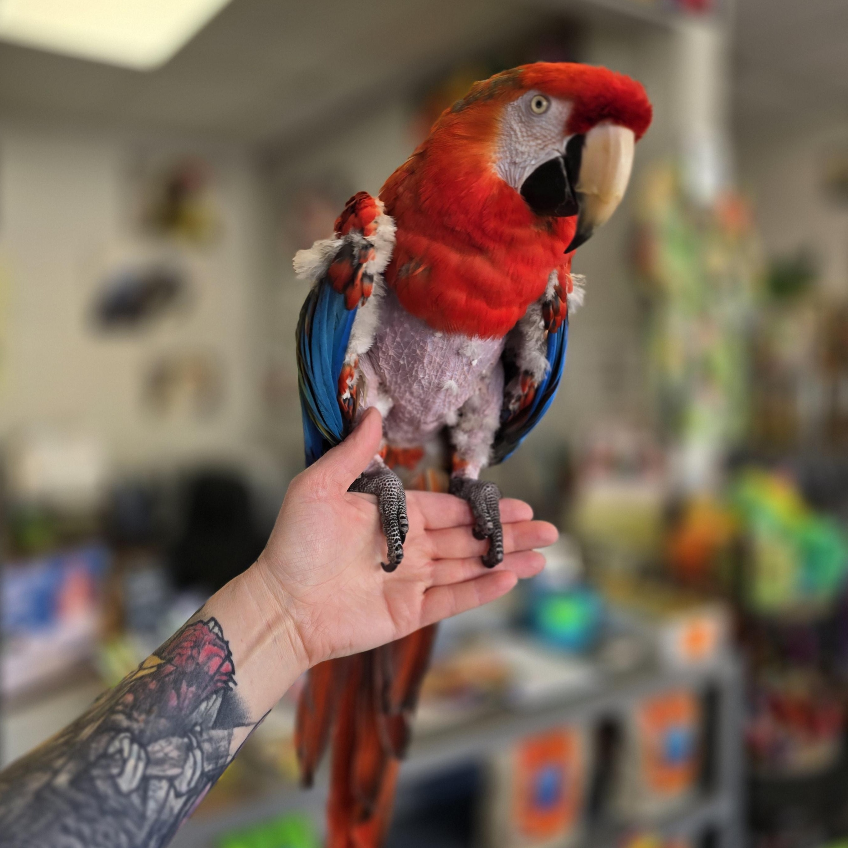 Enlarge Ruby, a Adoptable Macaw in Waukesha, WI image 6/6