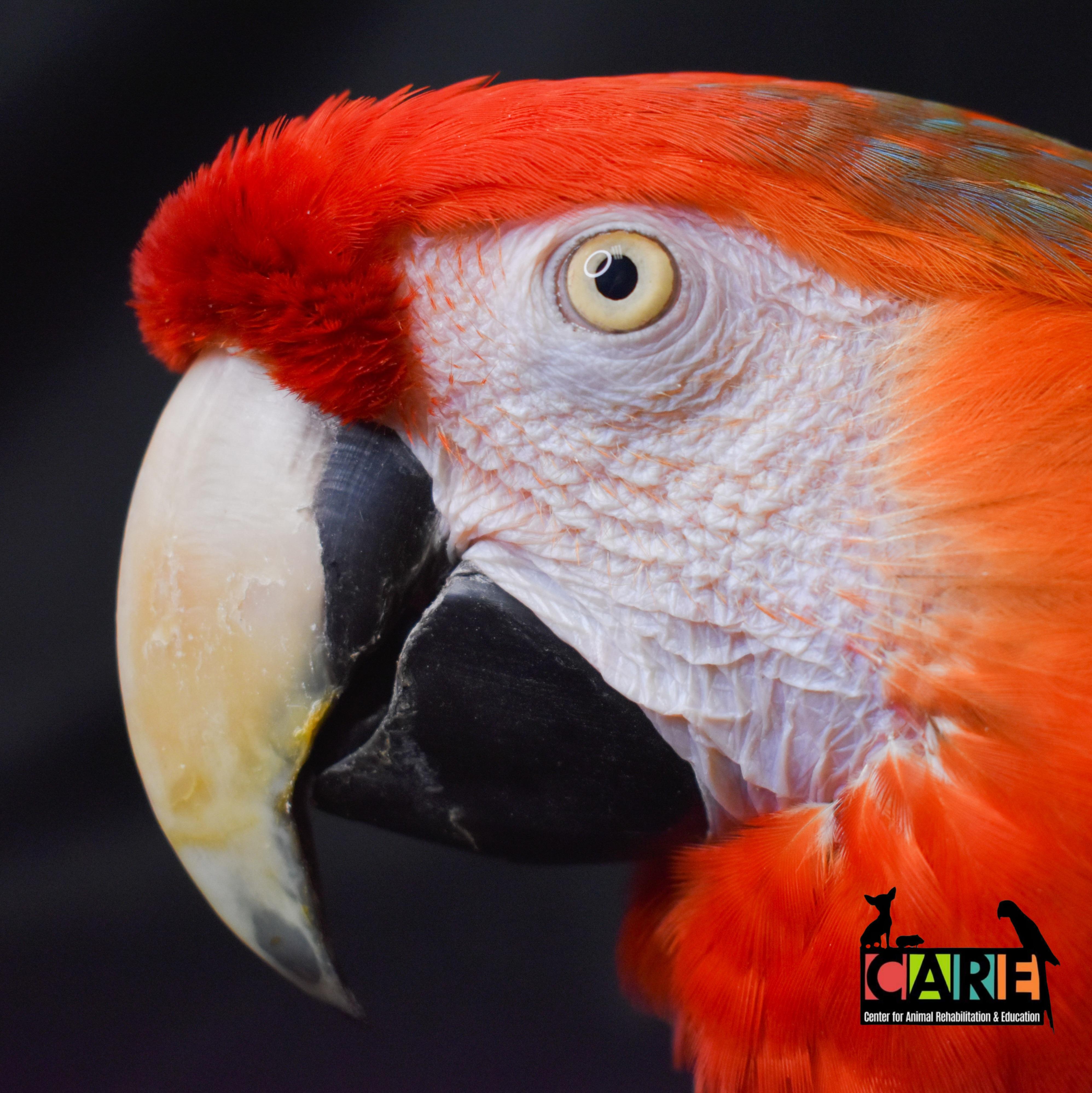 Enlarge Ruby, a Adoptable Macaw in Waukesha, WI image 3/6