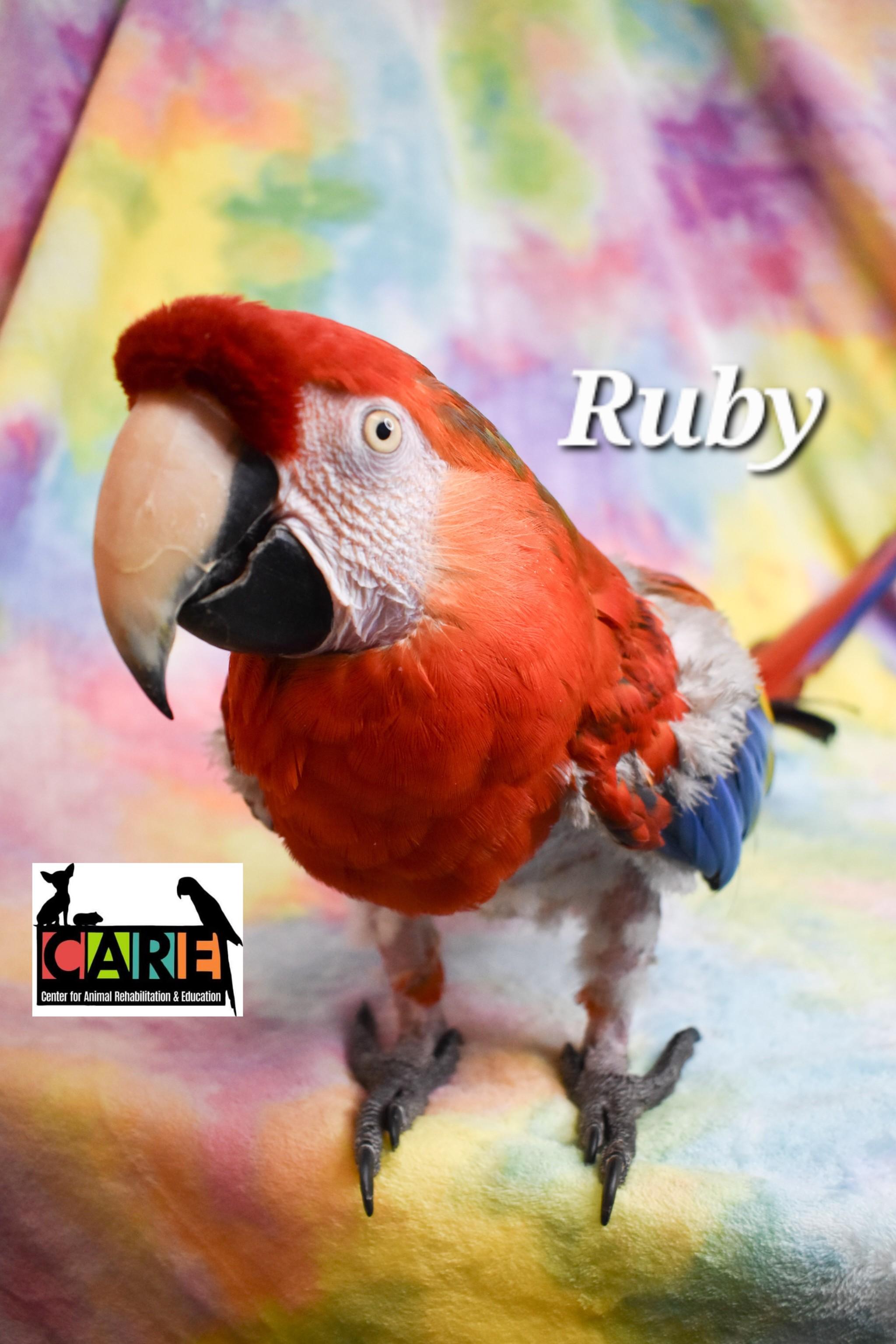 Enlarge Ruby, a Adoptable Macaw in Waukesha, WI image 5/6