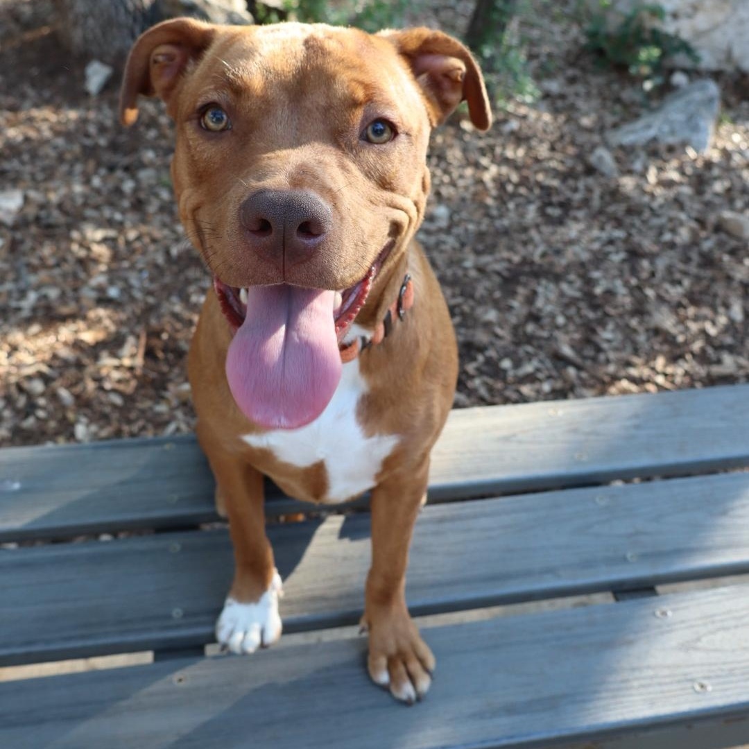 Bubbles, Adoptable, Young Female Pit Bull Terrier & American Staffordshire Terrier.