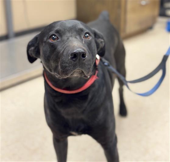 BUDDY, Adoptable, Adult Male Labrador Retriever & Mixed Breed.