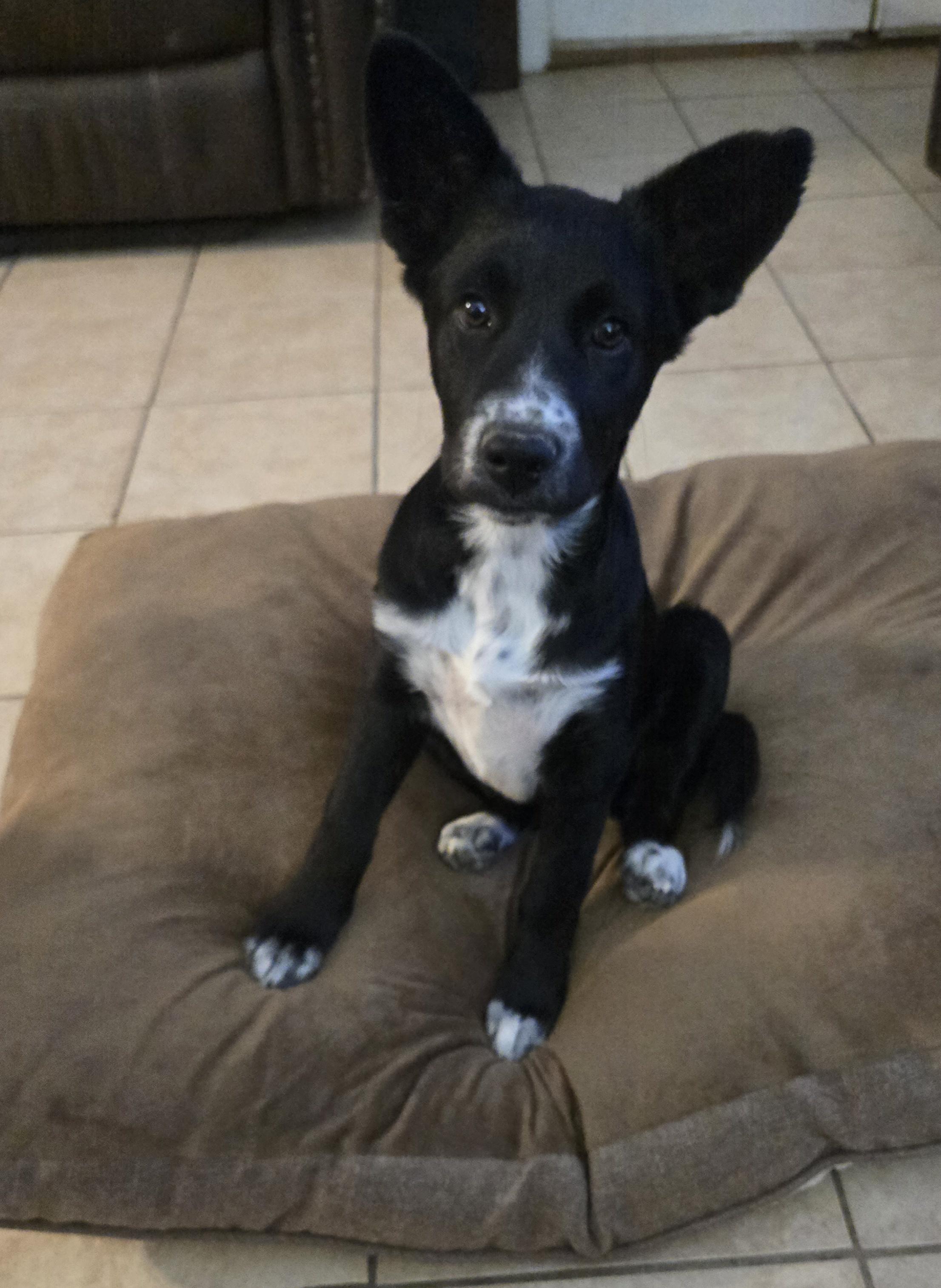 Enlarge Lilo, a Adoptable mixed breed in Gainesville , VA image 3/3