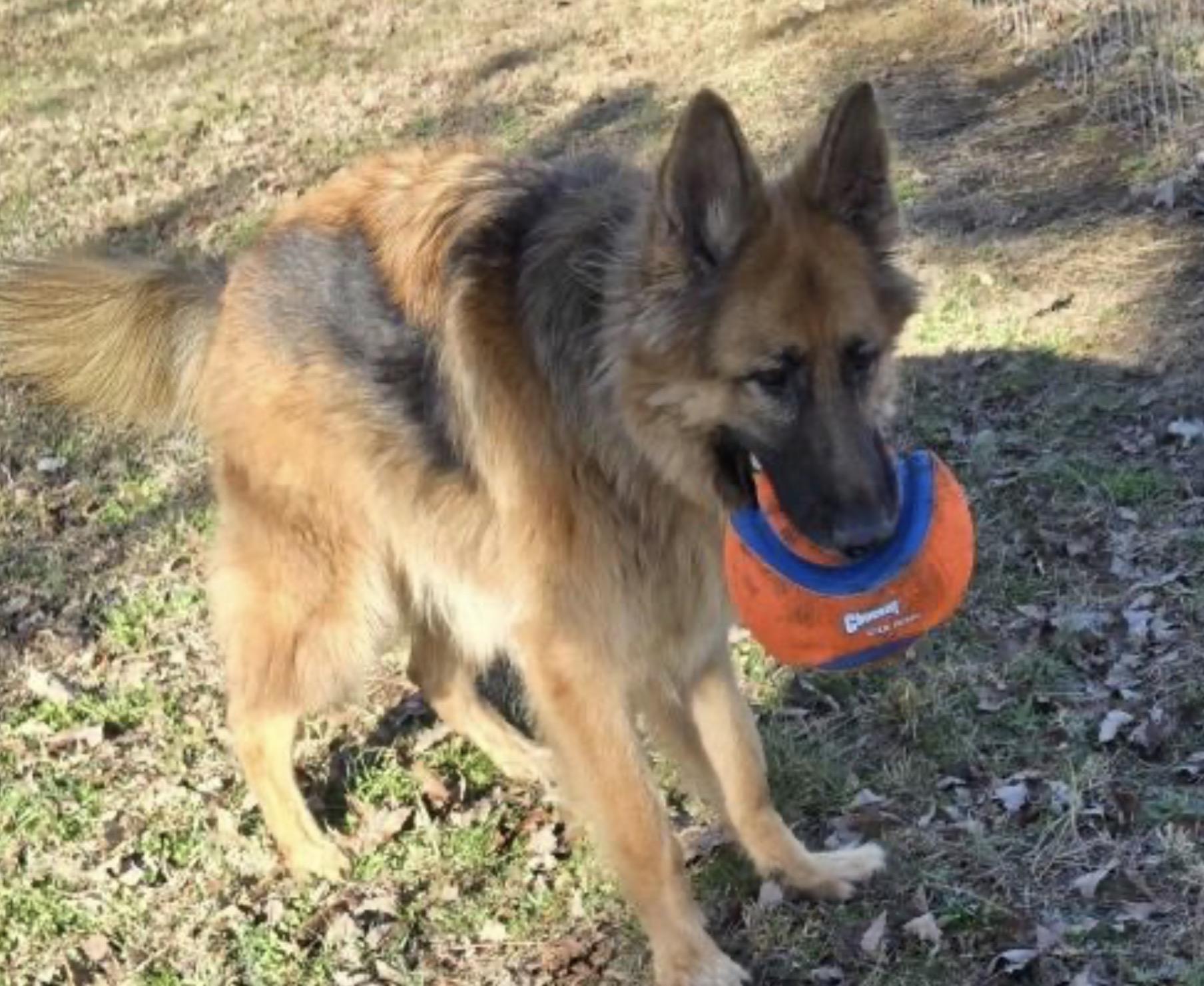 Enlarge Onyi, a ADOPTABLE German Shepherd Dog in Rome, GA image 1/1