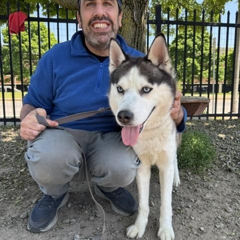 Koda, an adopted Husky in Buffalo, NY image 2/4