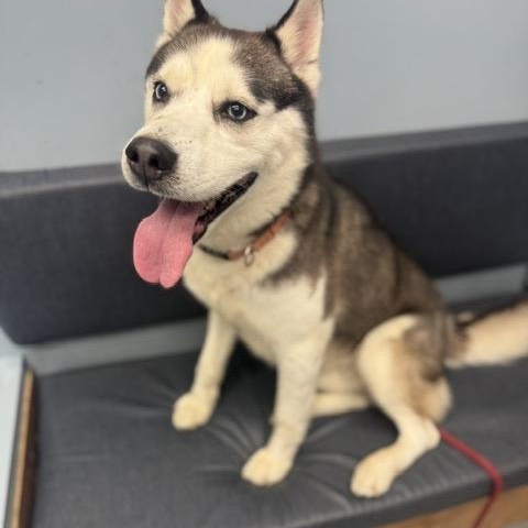 Koda, an adopted Husky in Buffalo, NY image 4/4