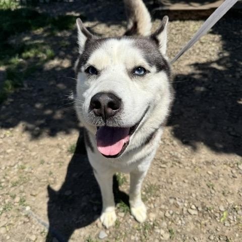 Koda, adopted, Young Male Husky.