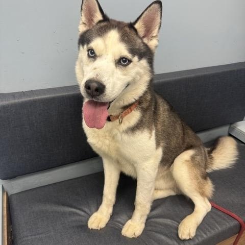 Koda, an adopted Husky in Buffalo, NY image 3/4