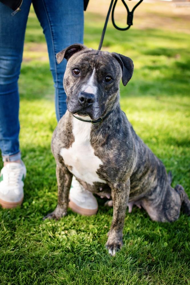 Enlarge Vicki, a Adoptable mixed breed in Frankfort, NY image 1/3