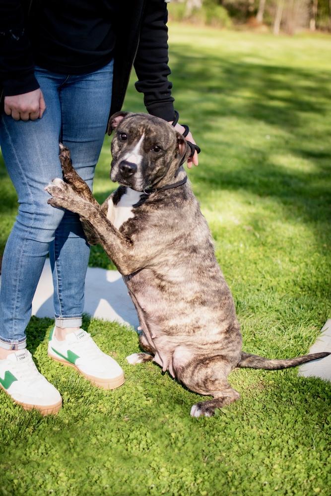 Enlarge Vicki, a Adoptable mixed breed in Frankfort, NY image 2/3