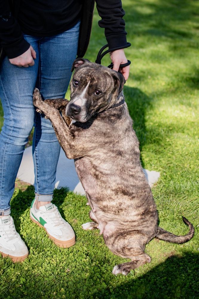 Enlarge Vicki, a Adoptable mixed breed in Frankfort, NY image 3/3