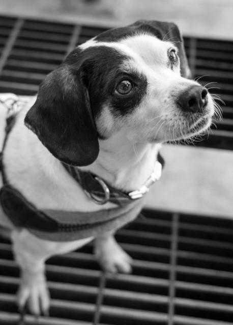 Rex, Adopted, Adult Male Jack Russell Terrier & Pug.