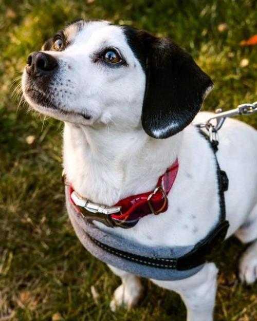 Enlarge Rex, a Adopted mixed breed in Shawnee Mission, KS image 2/3