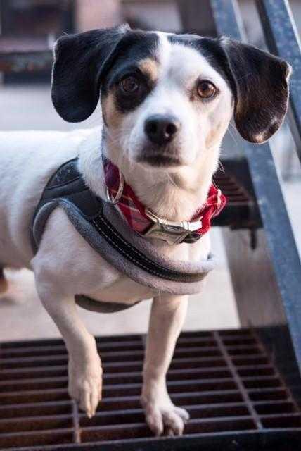 Enlarge Rex, a Adopted mixed breed in Shawnee Mission, KS image 3/3