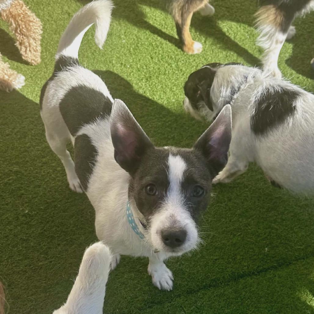 Nash, Adoptable, Adult Male Schnauzer.