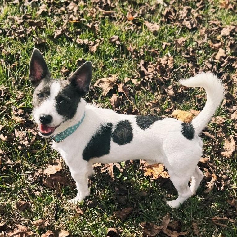 Enlarge Nash, a Adoptable mixed breed in Baton Rouge, LA image 2/4